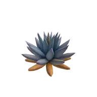 Agave Plant