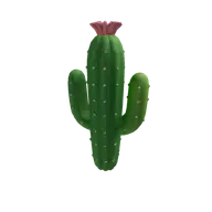 Cactus Saguaro